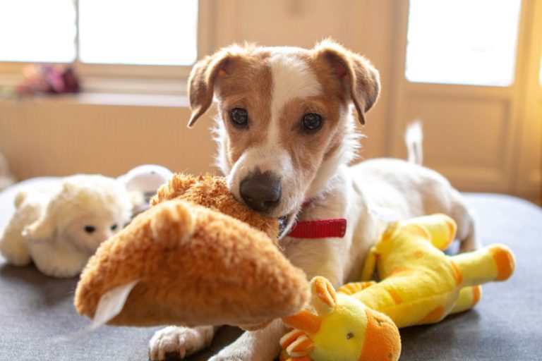 Our Blind Dog-Blind dog toys-dog toys for blind dogs