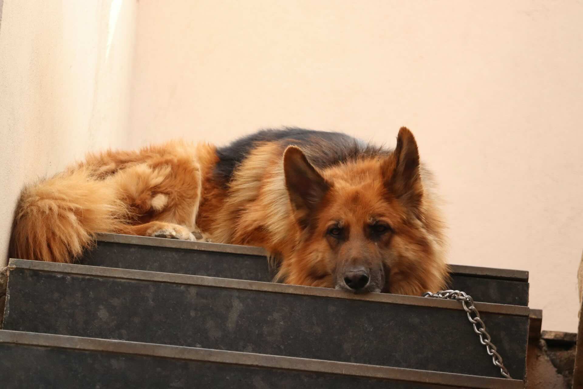 A blind dog navigating through a home environment using scent markers and verbal guidance