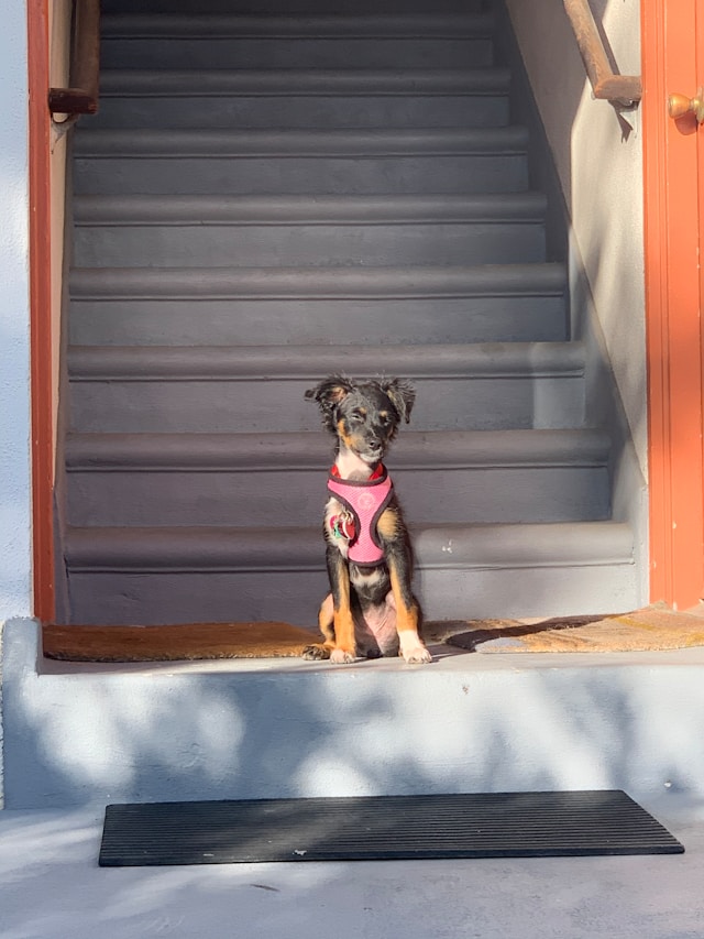 A blind dog practicing walking up a step with positive reinforcement and voice commands
