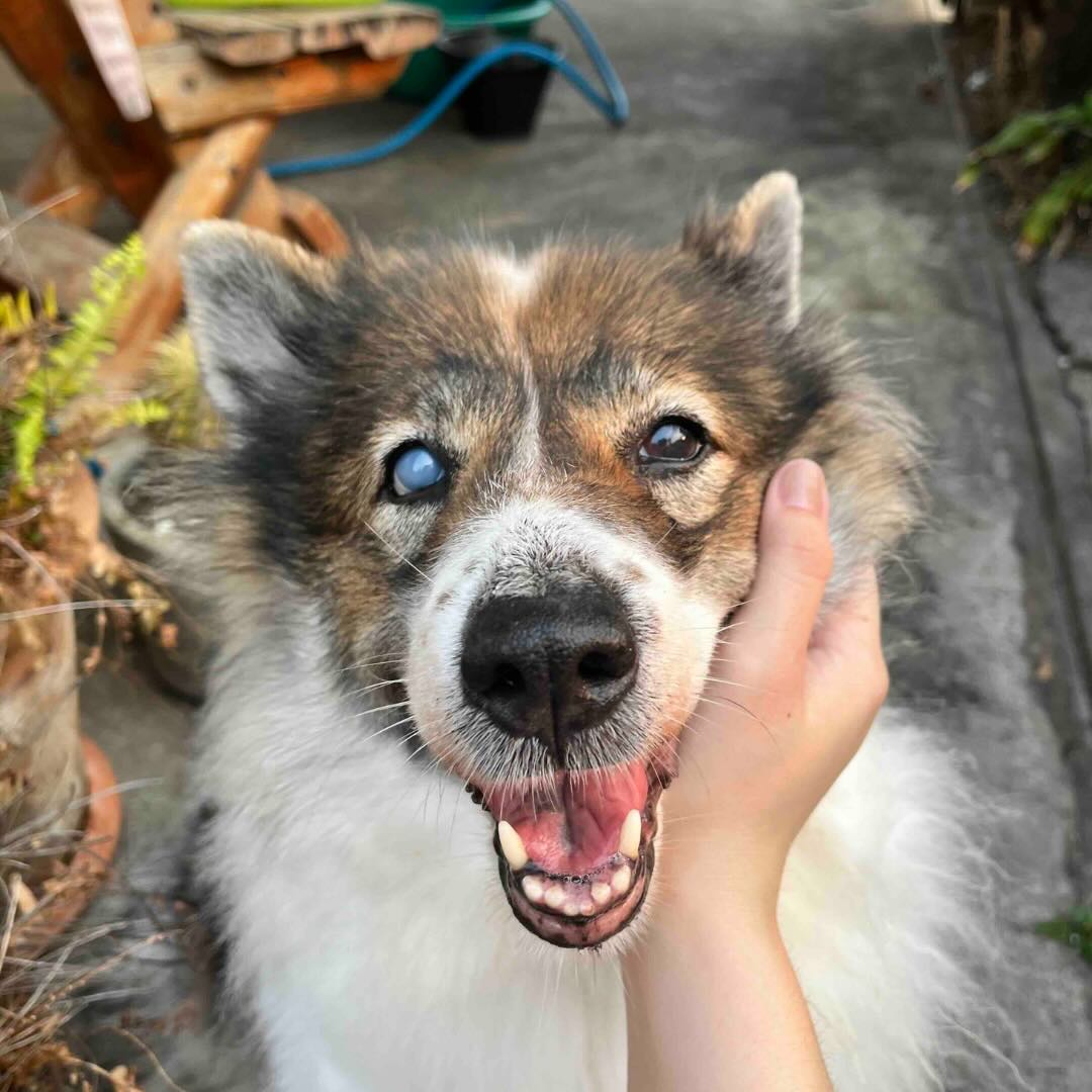 Train a Blind Dog