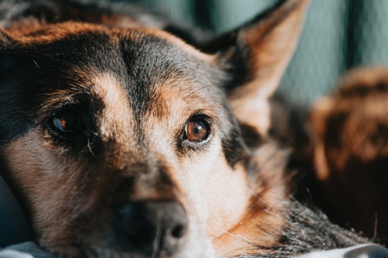close-up-of-a-brown-and-black-puppy-laid-down,how to care for a blind dog