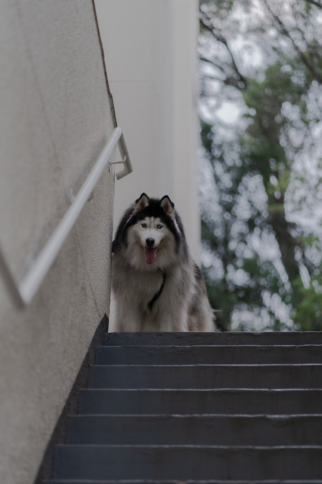 train-a-blind-dog-to-use-the-stairs