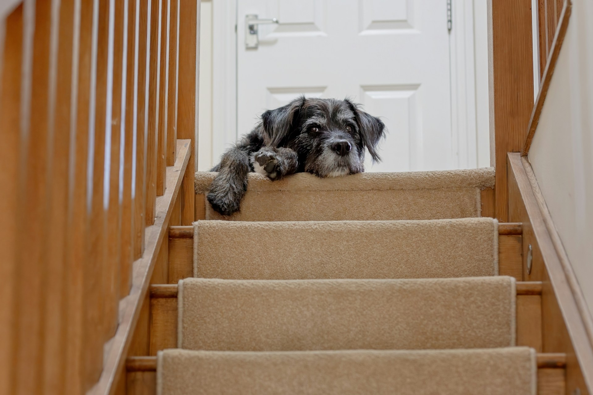 Caring for a blind dog
