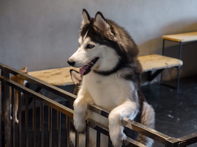 prevent falls and accidents for blind dog